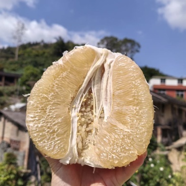 正宗福建平和琯溪蜜柚脆甜多汁
