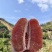 正宗福建平和琯溪蜜柚脆甜多汁
