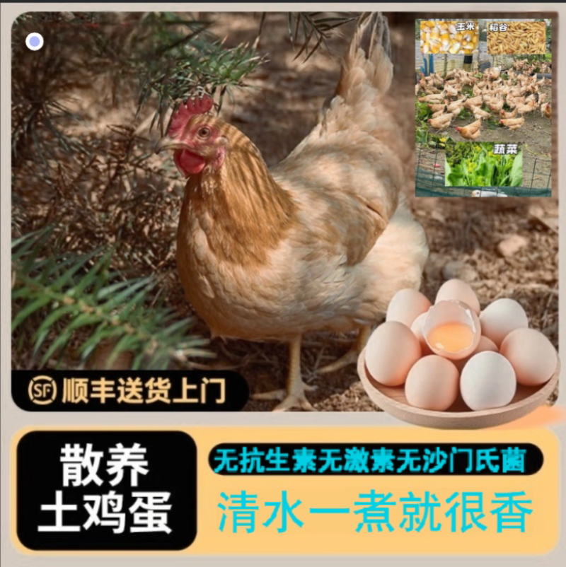 泉州清源山初生土鸡蛋