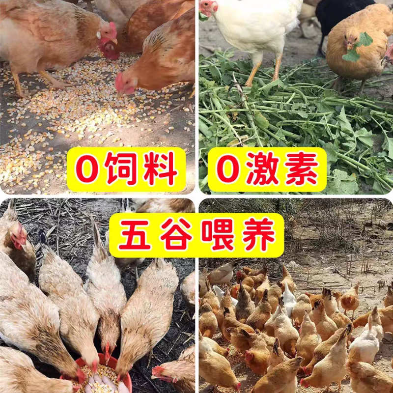 泉州清源山初生土鸡蛋
