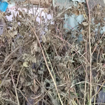 苍耳