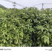 浙江楠苗，浙江楠小苗基地！诚信经营，量大从优，欢迎来电