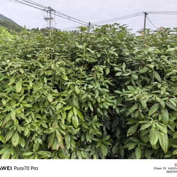 浙江楠苗，浙江楠小苗基地！诚信经营，量大从优，欢迎来电