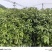 浙江楠苗，浙江楠小苗基地！诚信经营，量大从优，欢迎来电