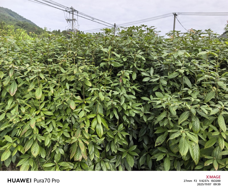 浙江楠苗，浙江楠小苗基地！诚信经营，量大从优，欢迎来电