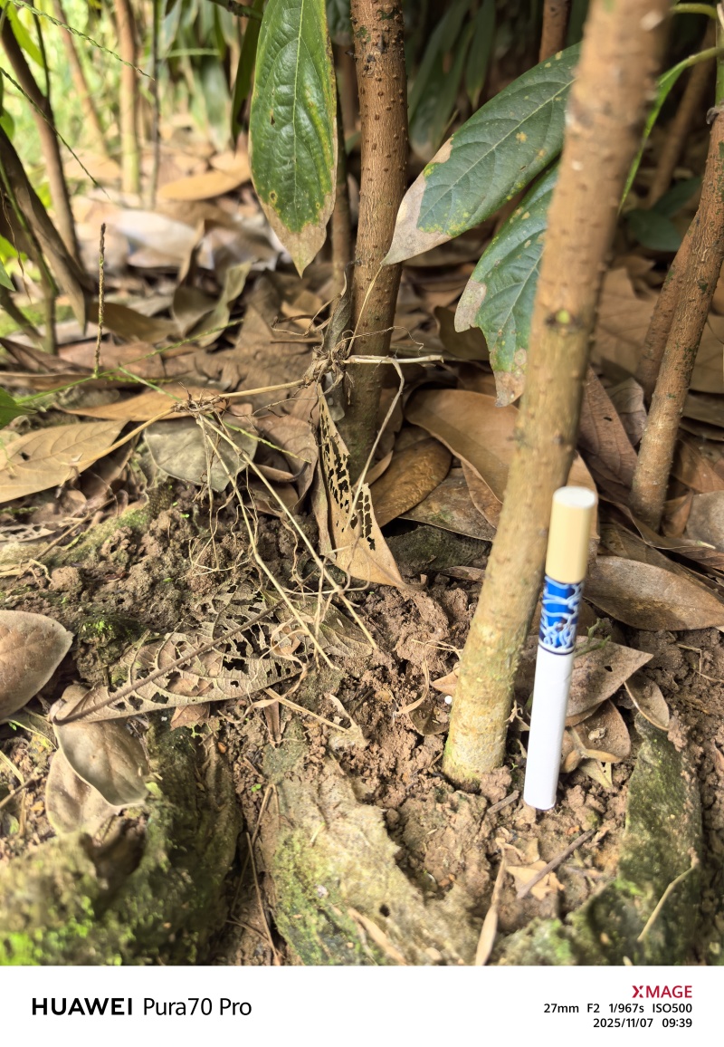 浙江楠苗，浙江楠小苗基地！诚信经营，量大从优，欢迎来电