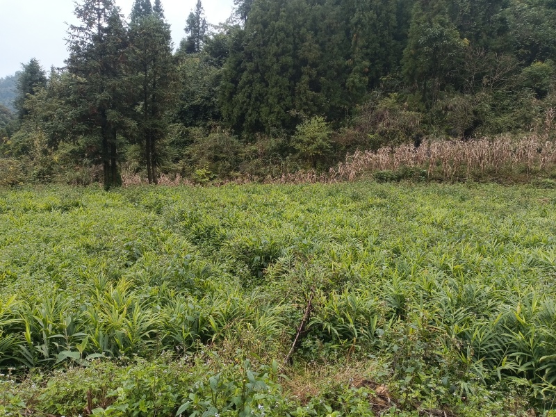 贵州二黄姜
