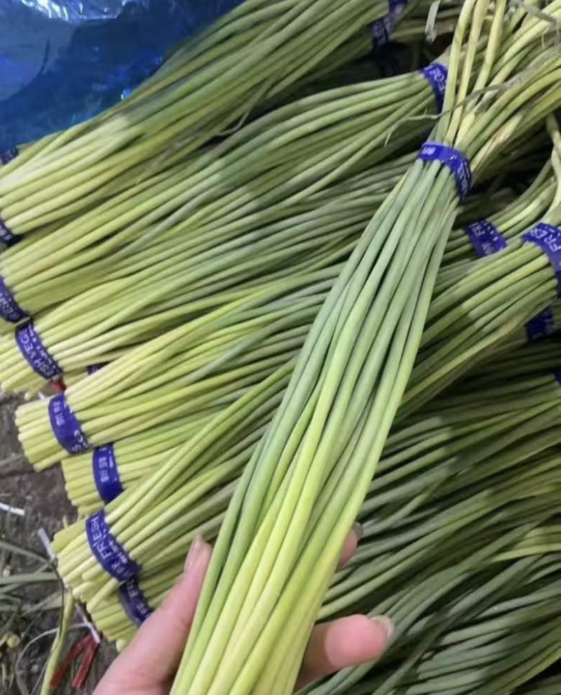 兰陵短苔欢迎电商来问，支持全国一件代发，