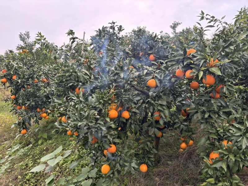 爱媛、耙耙柑、纽荷尔等