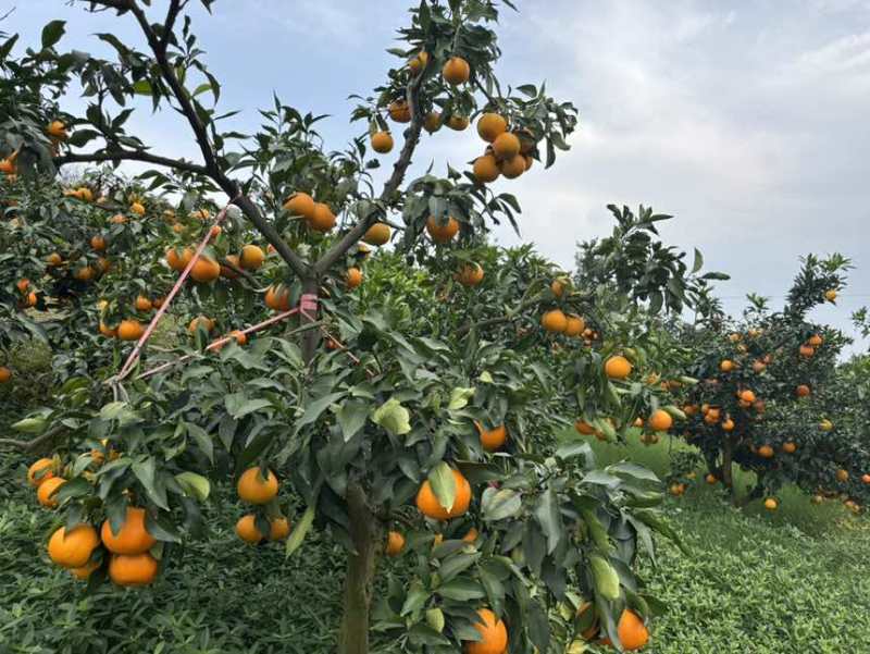 爱媛、耙耙柑、纽荷尔等
