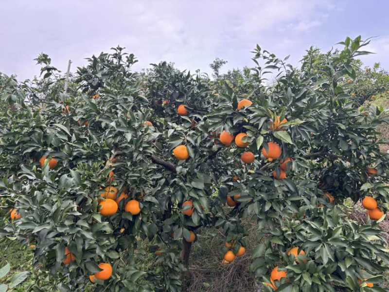 爱媛、耙耙柑、纽荷尔等