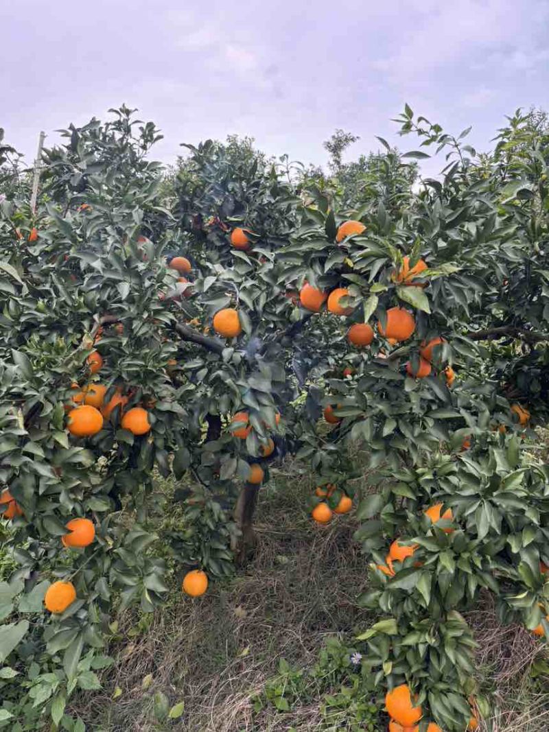 爱媛、耙耙柑、纽荷尔等