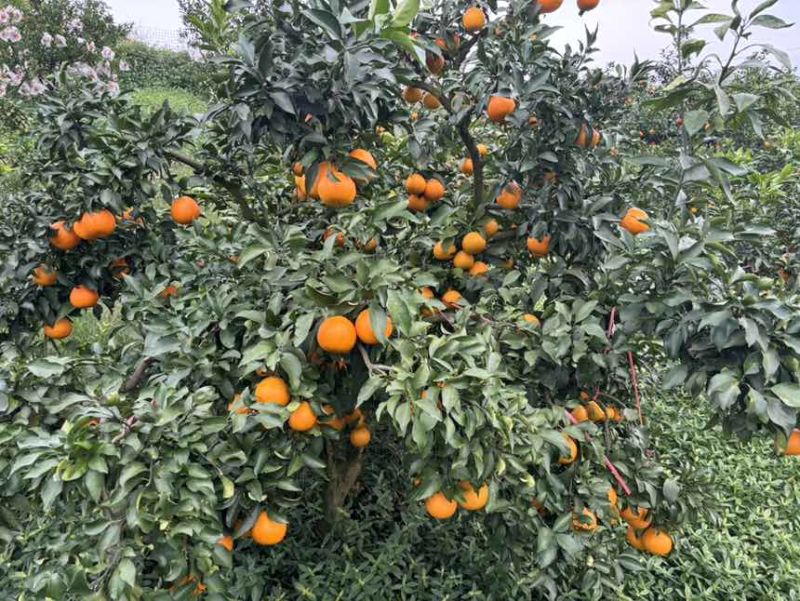 爱媛、耙耙柑、纽荷尔等