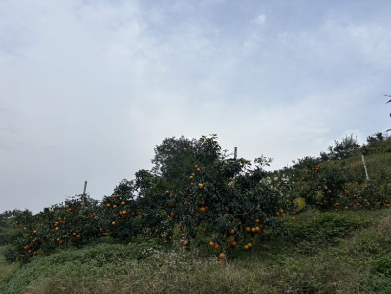 爱媛、耙耙柑、纽荷尔等