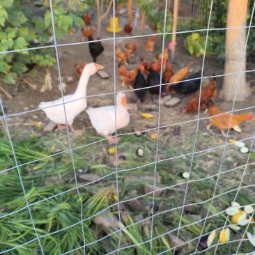 草鸡蛋