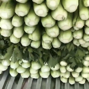 芹菜