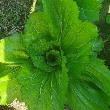 贵州黔东南包心芥菜