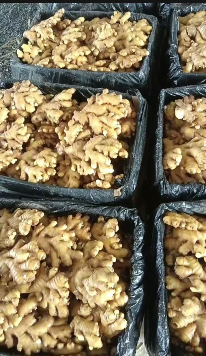 汝城优质小黄姜地窑姜冷库姜