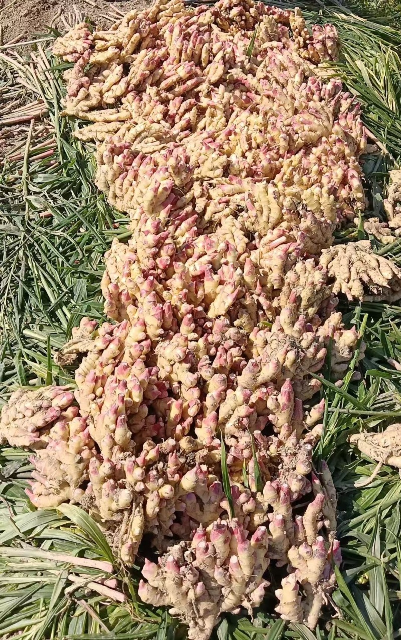 汝城优质小黄姜地窑姜冷库姜