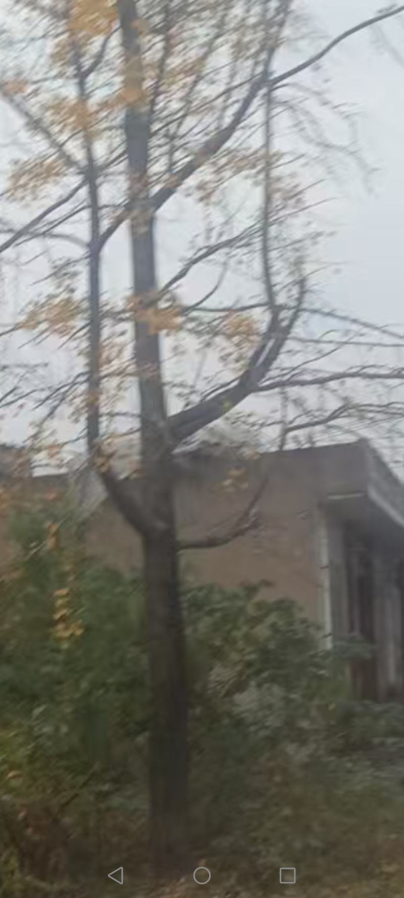 赣榆银杏树2颗，周长五扎，有意者给钱就卖