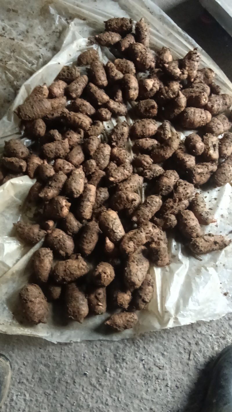 云南昭通乌天麻