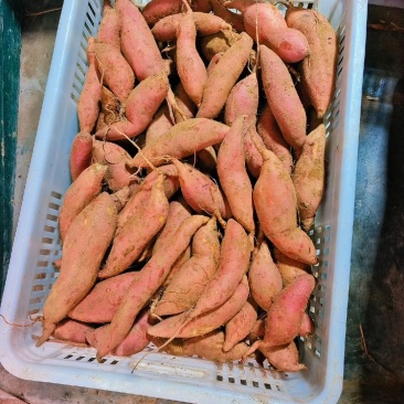 山东省日照市烟薯25