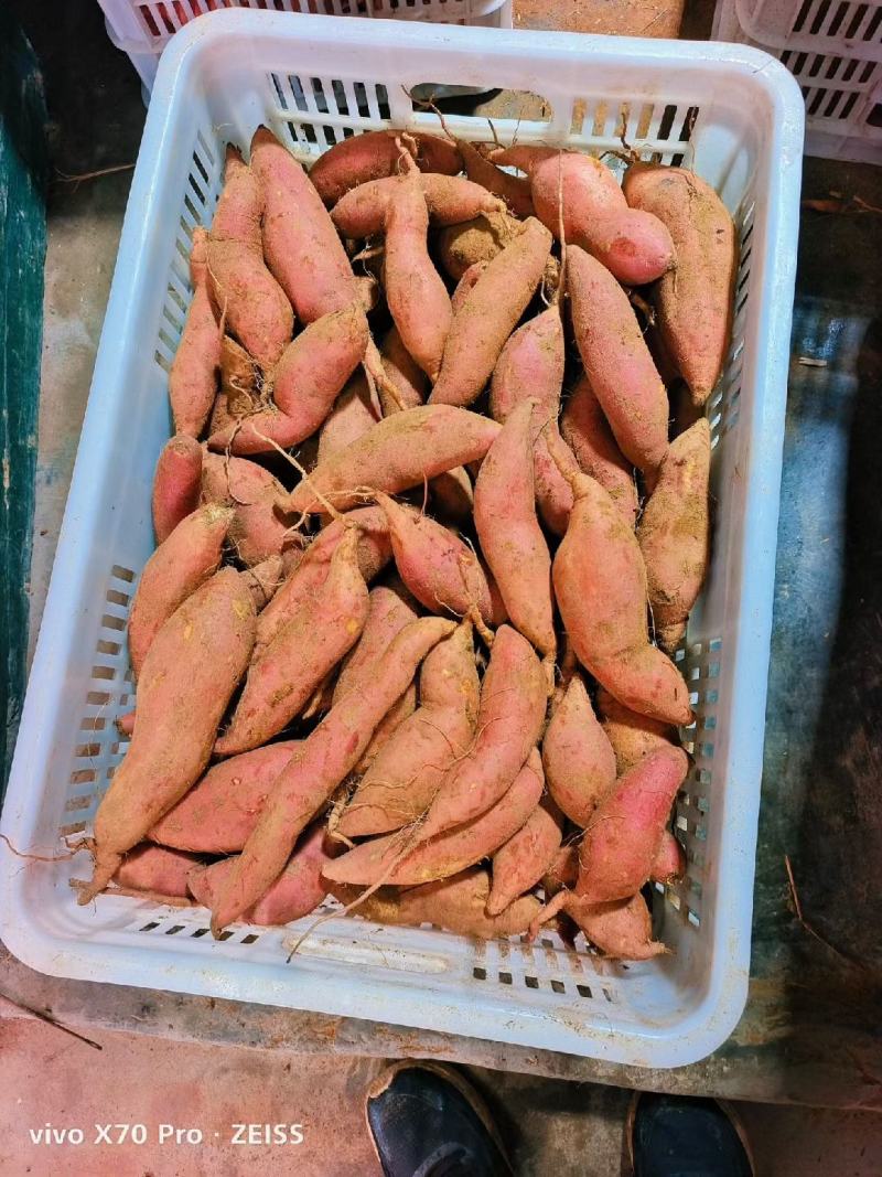 山东省日照市烟薯25