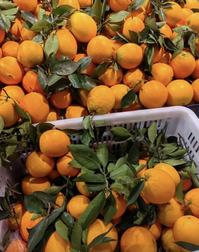 橙子🍊