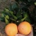 橙子🍊