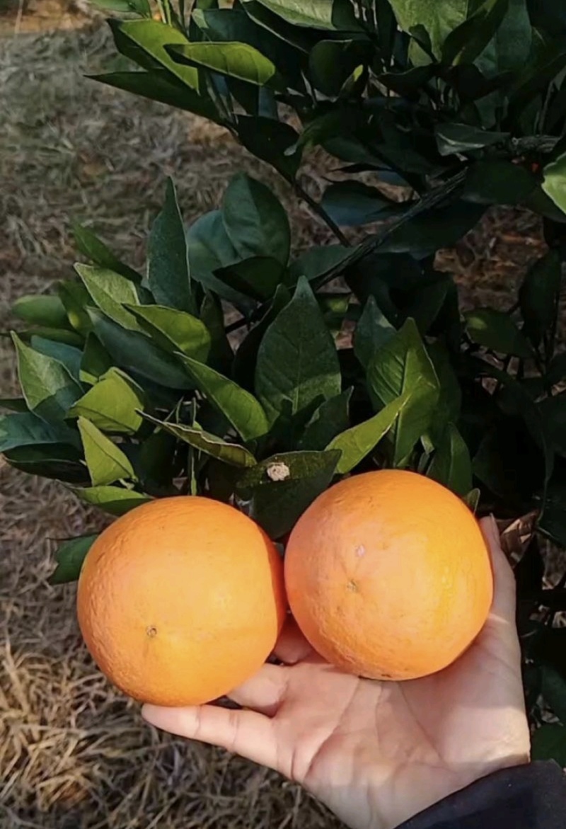 橙子🍊