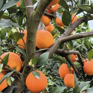 橙子🍊