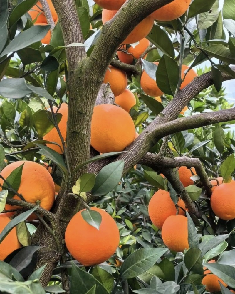 橙子🍊