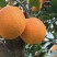 橙子🍊