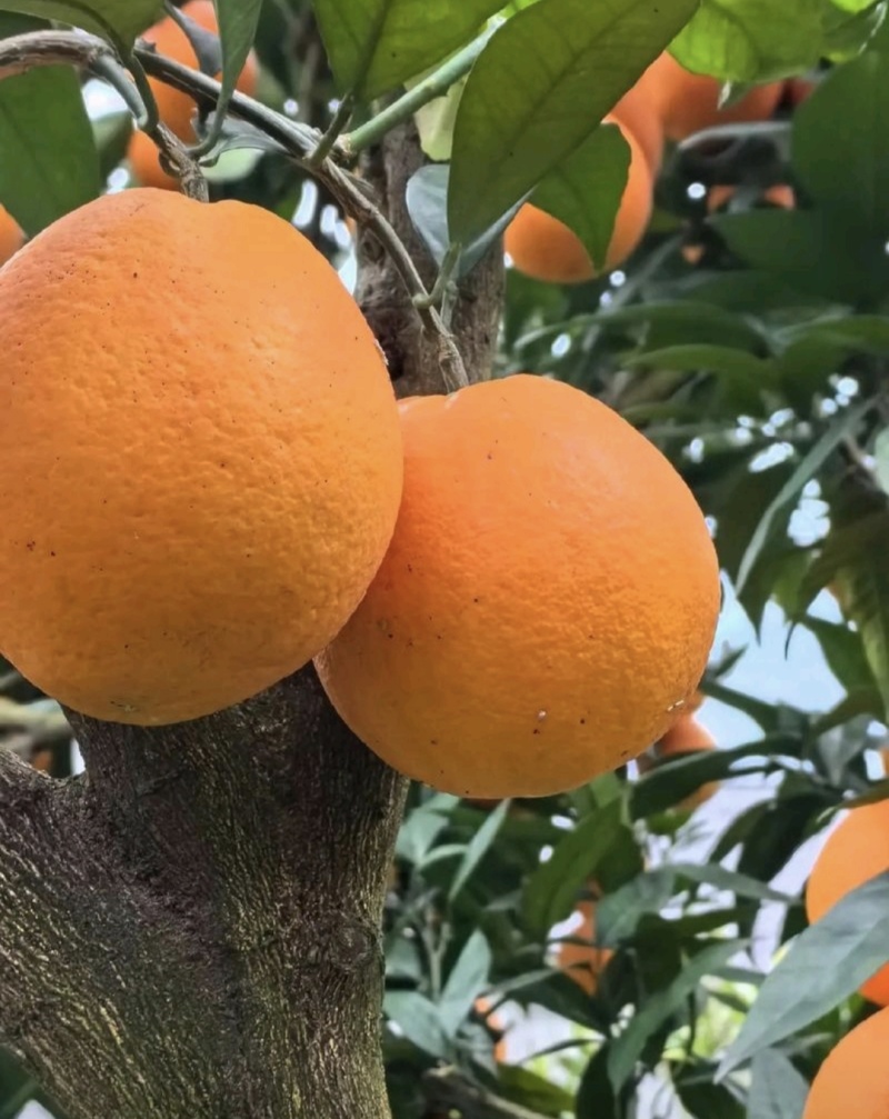 橙子🍊