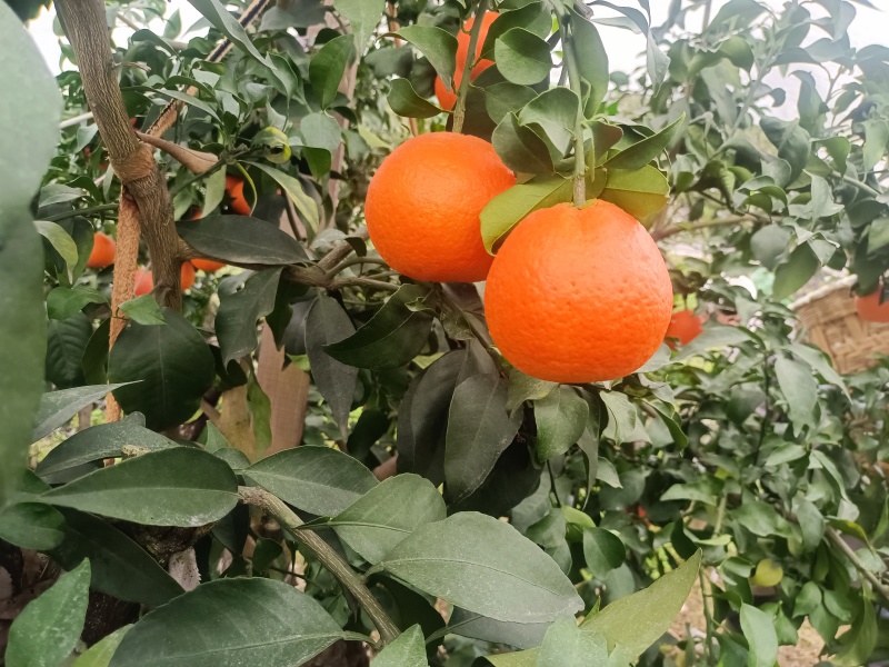 爱媛果冻橙