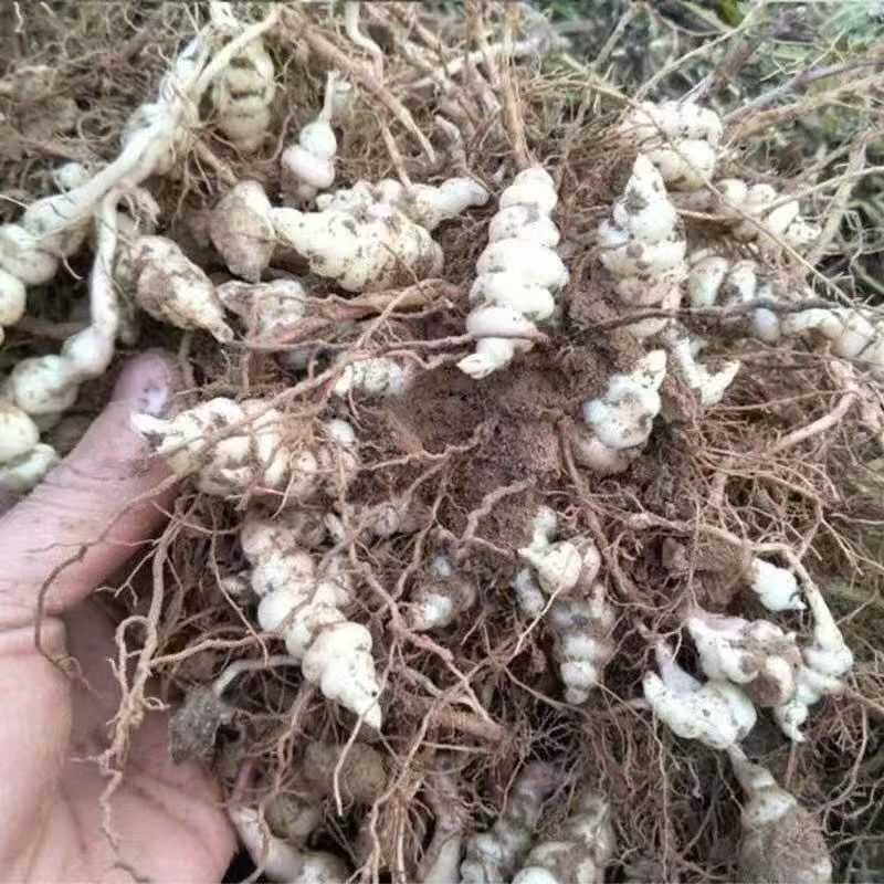 螺丝菜