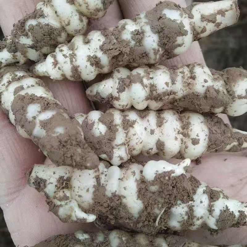螺丝菜