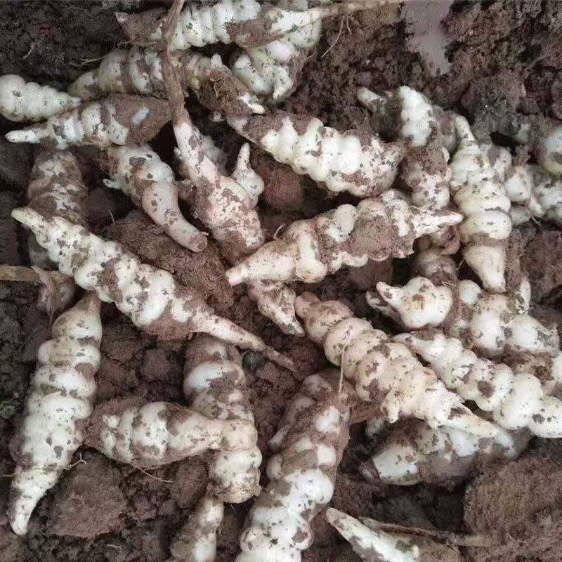 螺丝菜