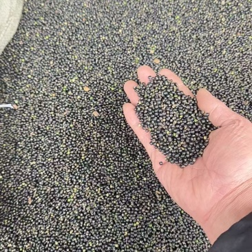 大通草种子，正宗青皮高杆