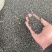 大通草种子，正宗青皮高杆