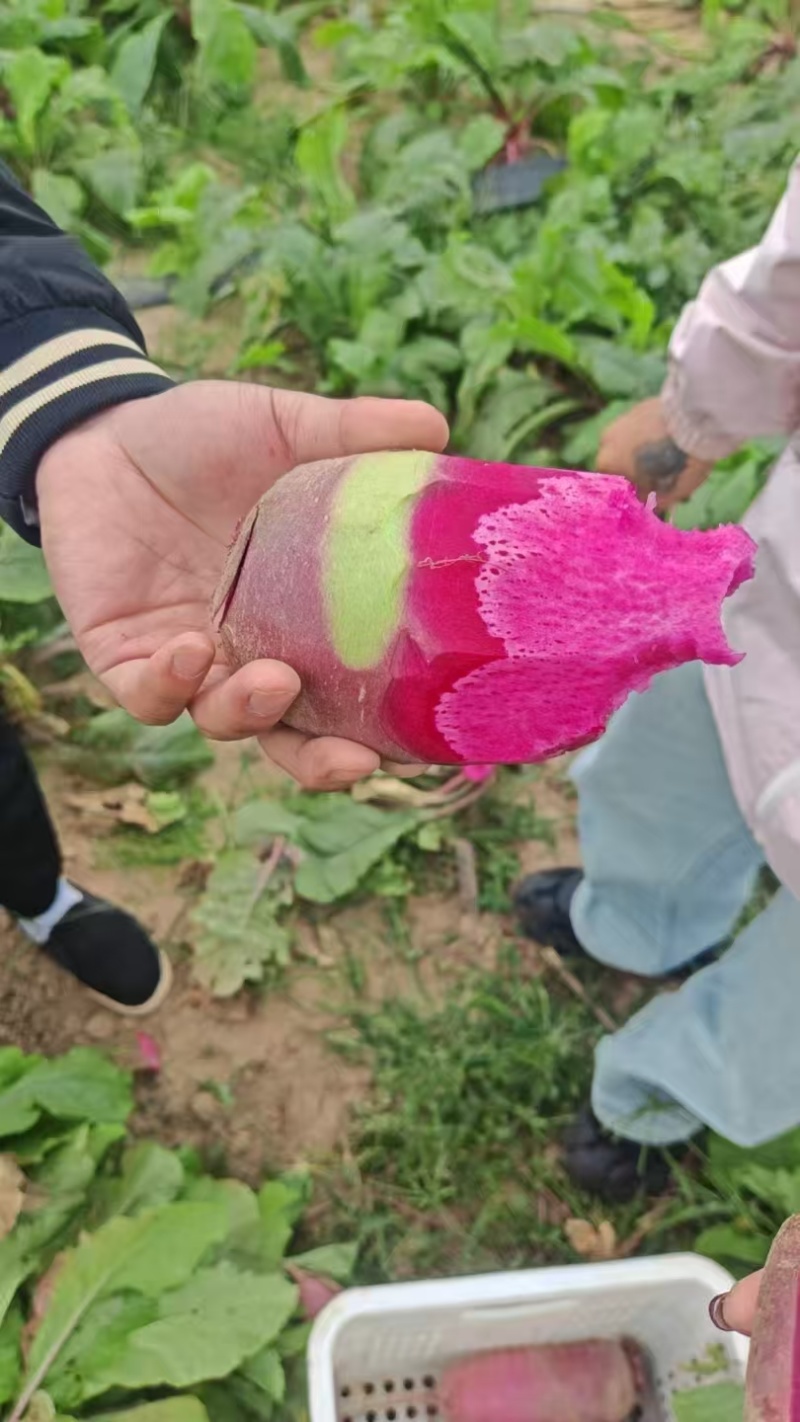 水果萝卜大量现货