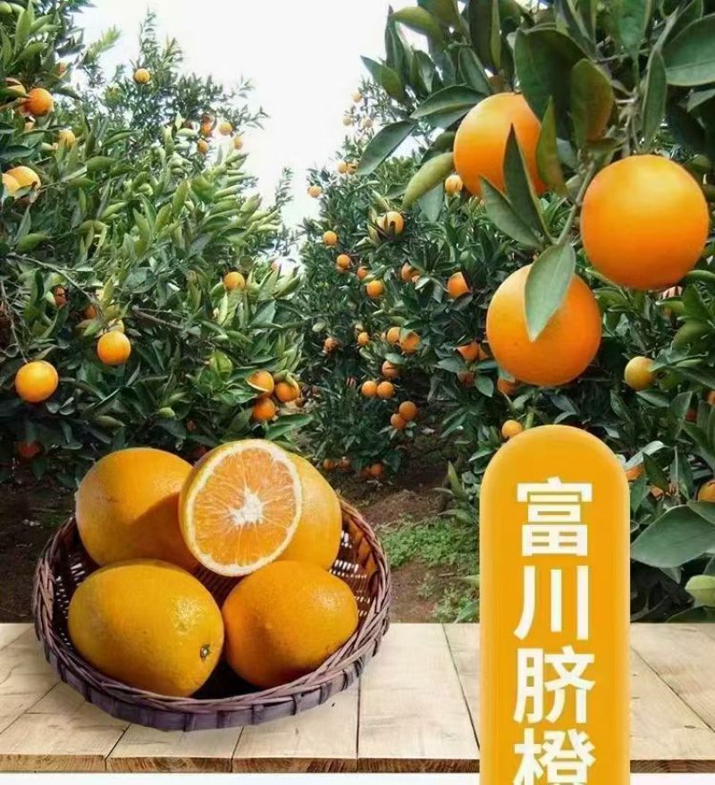 脐橙