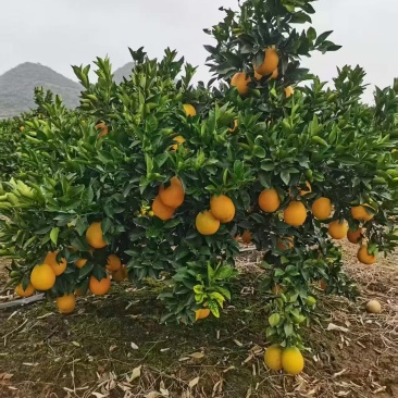 脐橙