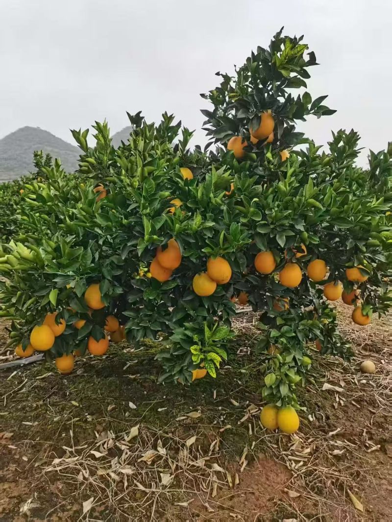 脐橙