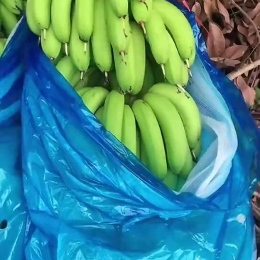 元阳香蕉