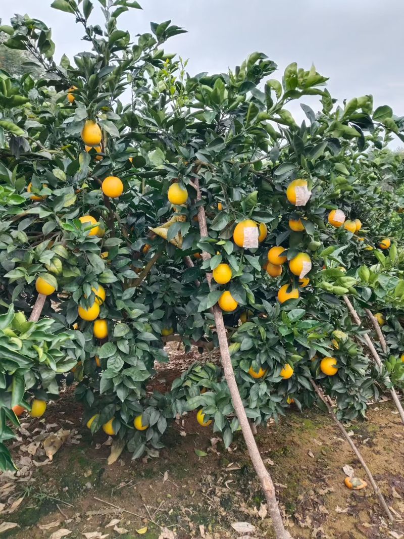 脐橙