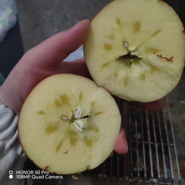 昭通糖心苹果