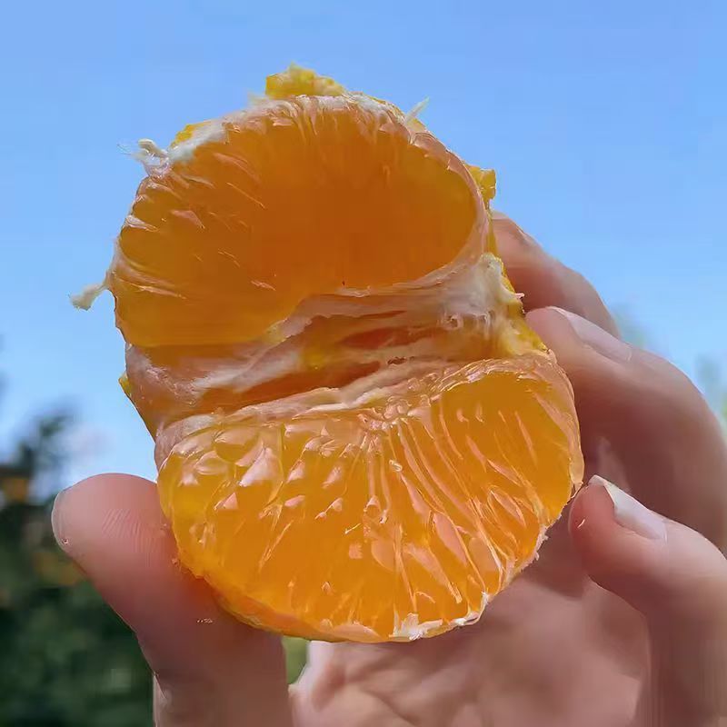 一年一季的丰收节到了，自家种的水果，基地直销，现摘现卖