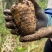 产自云南昭通小草坝高山林下仿野生种植乌天麻大量出售