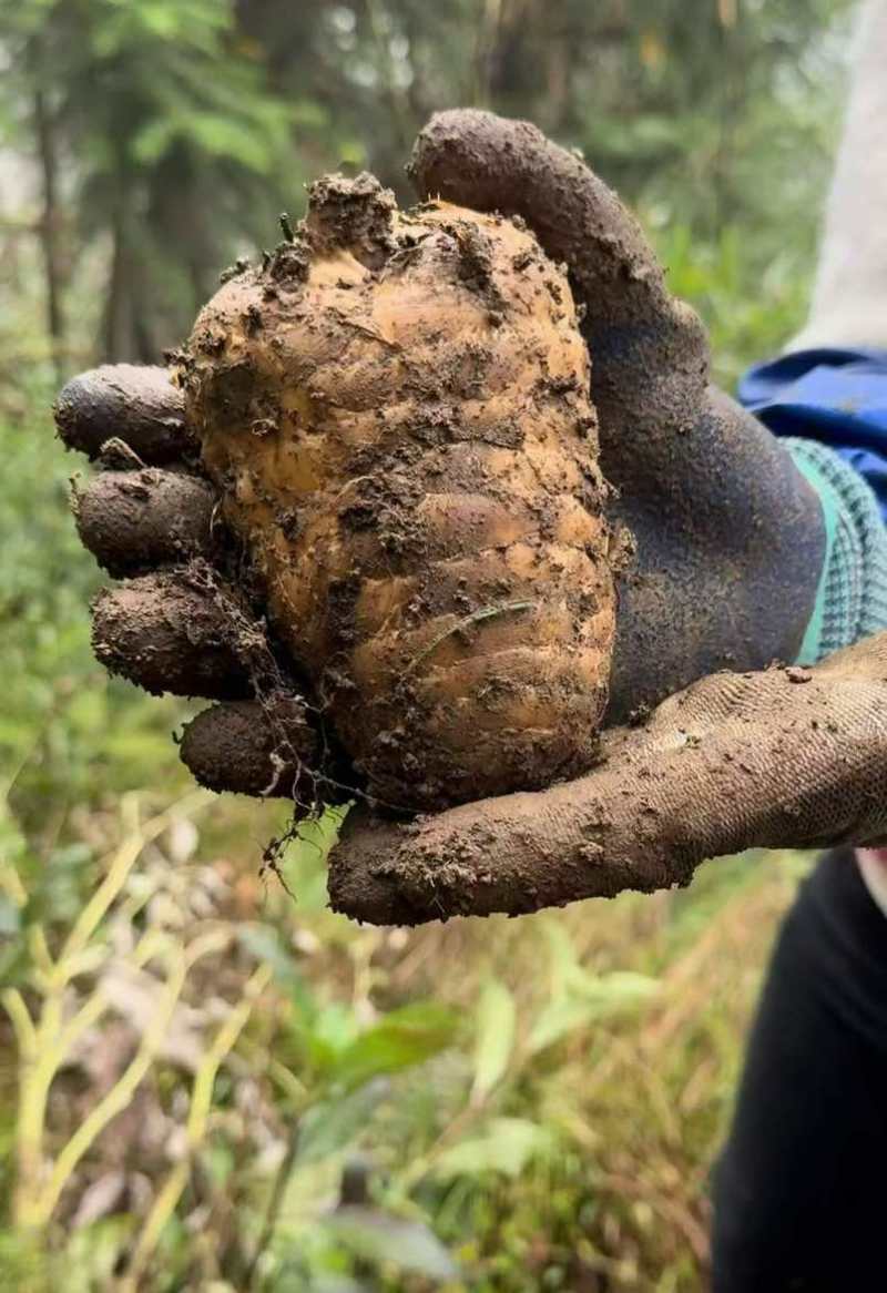 产自云南昭通小草坝高山林下仿野生种植乌天麻大量出售